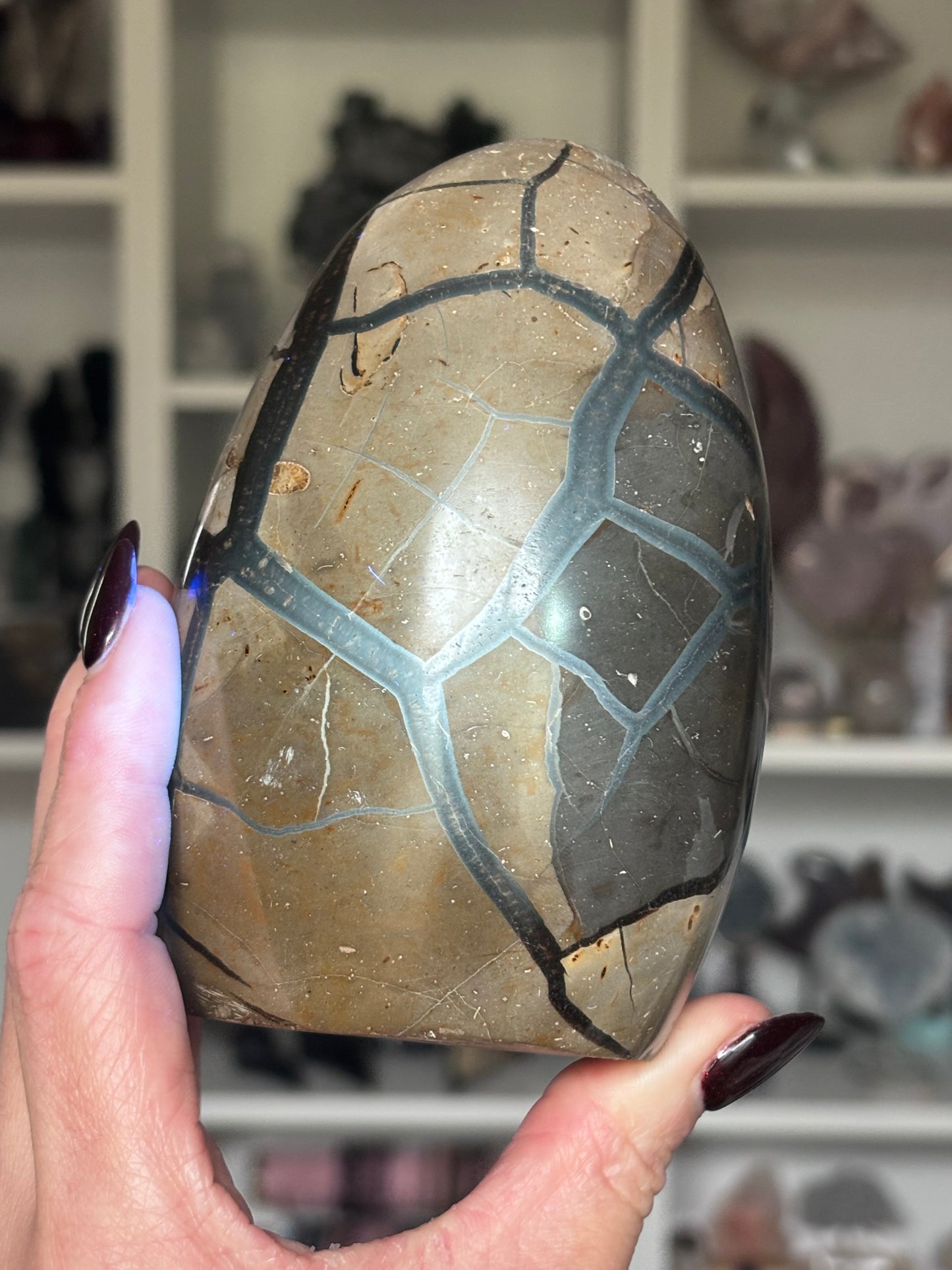 Black Septarian Dragon Stone Freeform 927g 🖤